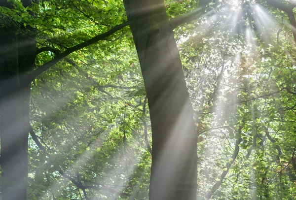 Sunbeams — Stock Photo, Image