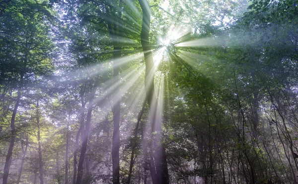 Rayos de sol — Foto de Stock