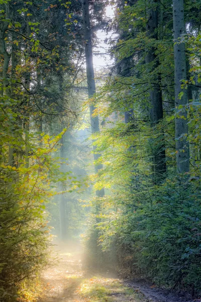 Erdő lane — Stock Fotó