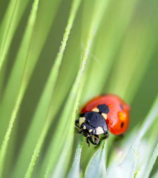 Ladybird — Stockfoto