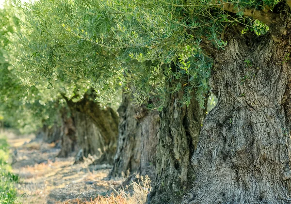 Olive tree Royalty Free Stock Images