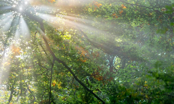 Raggi del sole Fotografia Stock