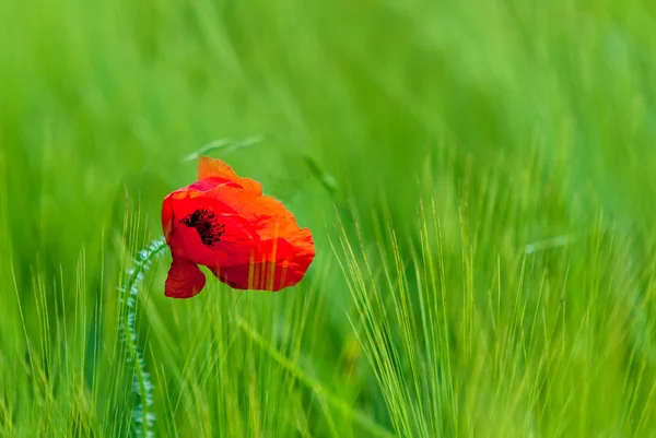 Mohn — Stockfoto