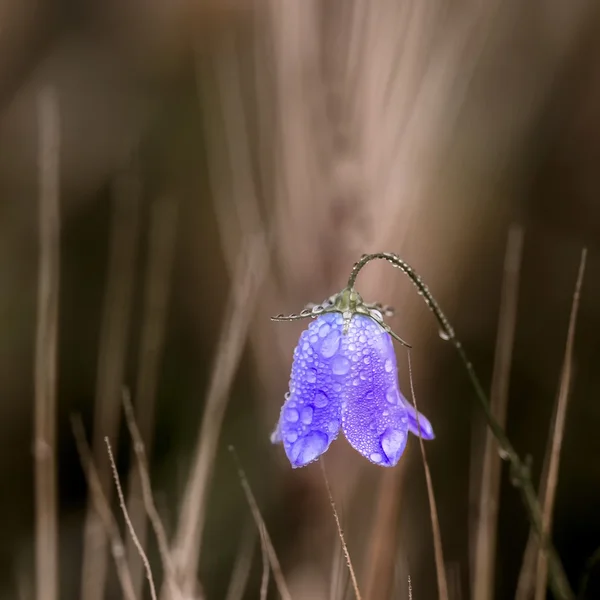 Flor roxa — Fotografia de Stock