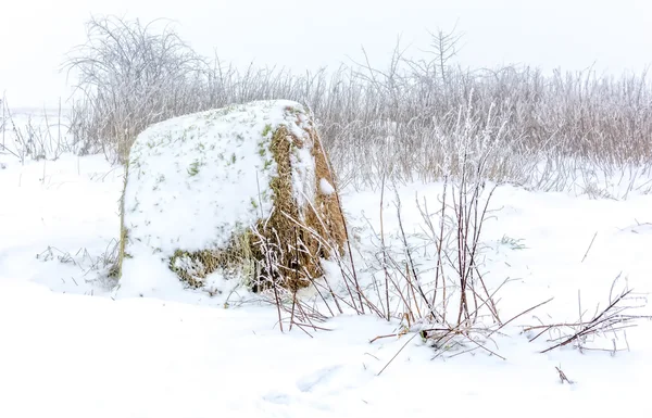 Bale av hö — Stockfoto