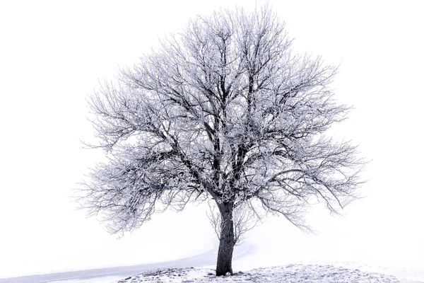 Pohon beku — Stok Foto