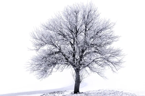 Árbol escarchado — Foto de Stock