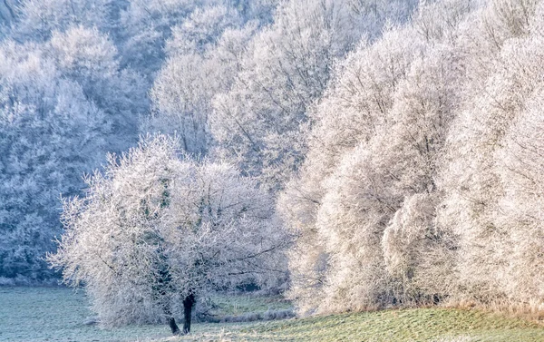 Frost — Stock Photo, Image