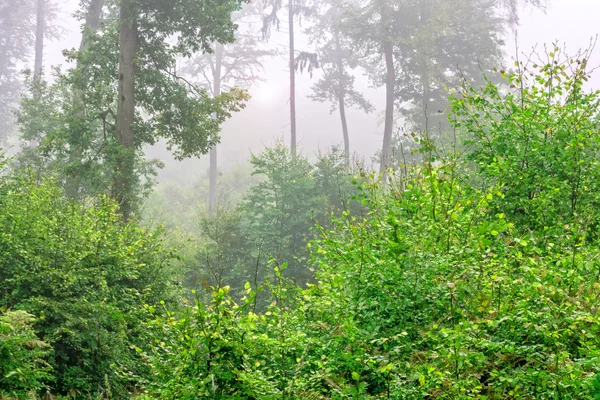 Grön skog — Stockfoto