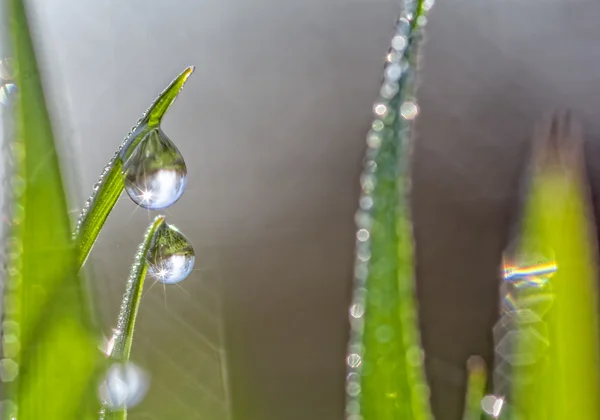 Goutte et gouttelettes — Photo