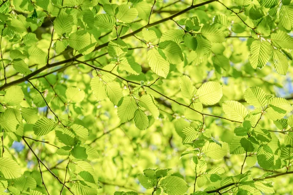Follaje verde —  Fotos de Stock