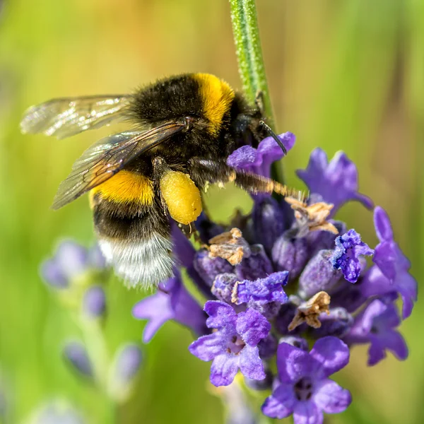 Збирання пилку Бджола — стокове фото