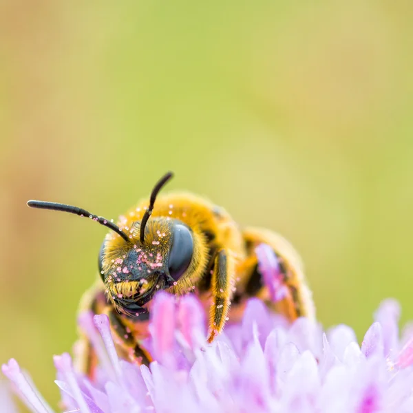 Abeja recogida de polen — Foto de Stock