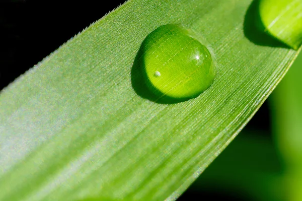 rain drop on leaf