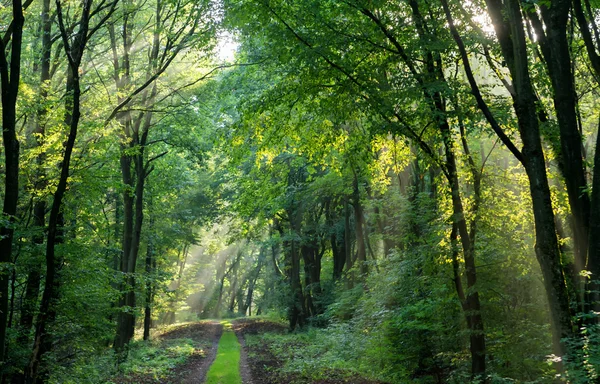 Zöld erdőben lane — Stock Fotó