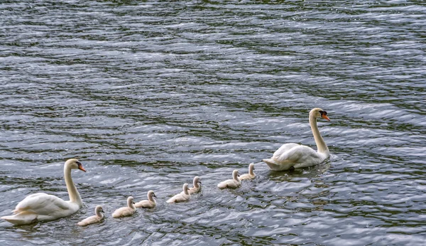 Famille cygne sur l'eau — Photo