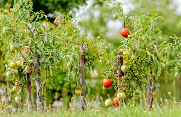 Tomatoes  in my garden — Stock Photo, Image