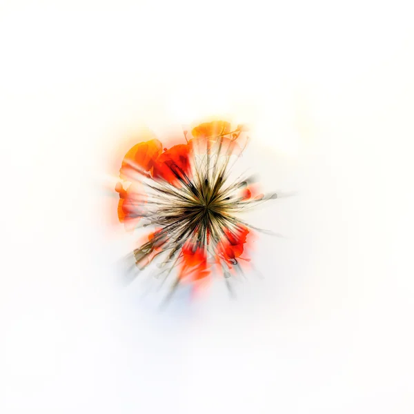 Red blurred poppies — Stock Photo, Image