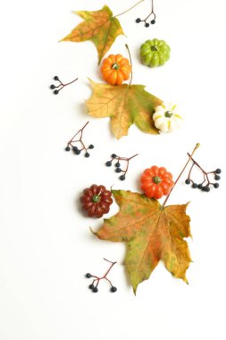 Sonbahar arkaplanı. Sonbahar yaprakları beyaz arkaplanda izole edilmiş. Sonbahar, Şükran Günü kompozisyonu. Düz konum, üst görünüm, kopyalama alanı