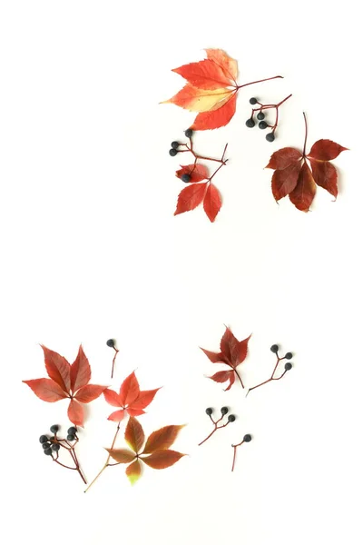 Autumn Background Autumn Leaves Frame Isolated White Backdrop Fall Thanksgiving — Stock Photo, Image