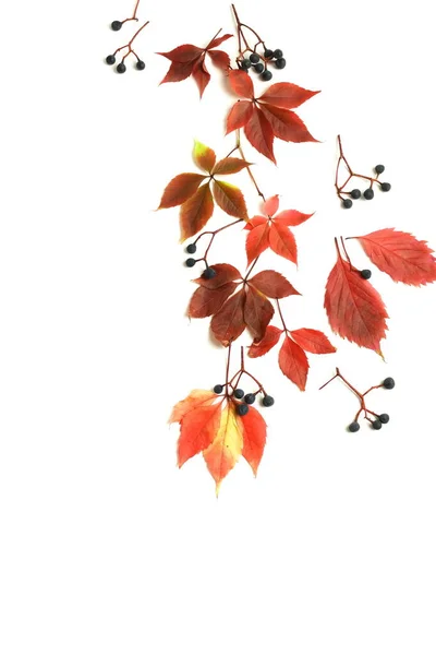 Herfst Achtergrond Herfst Bladeren Frame Geïsoleerd Witte Achtergrond Herfst Dankdag — Stockfoto