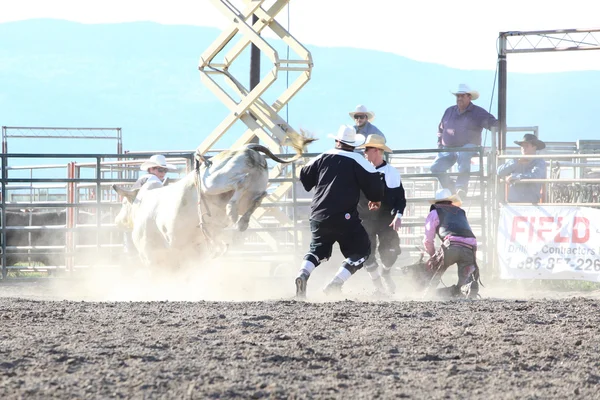 Ty Pozzobon Invitational PBR — Stock Photo, Image