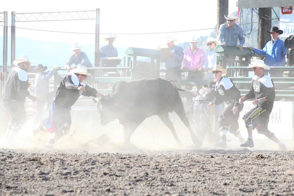 Ty Pozzobon Invitational Pbr — Stockfoto