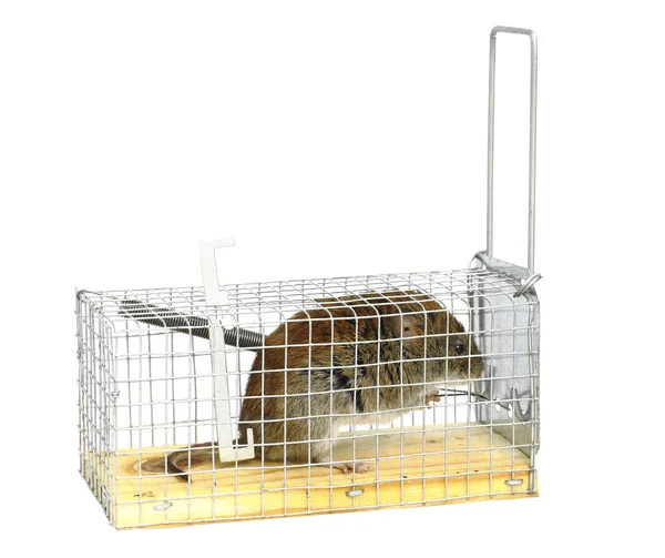 The mouse sits in a mousetrap. Isolated. — Stock Photo, Image