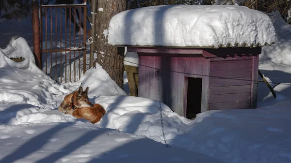 겨울. 개는 일광욕이야. 스톡 사진