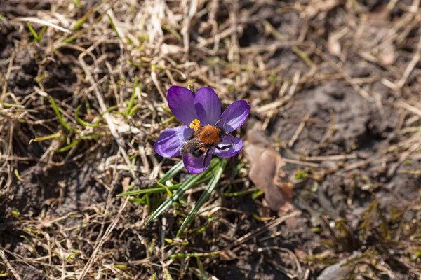 Bu baharın ilk yaban arısı.