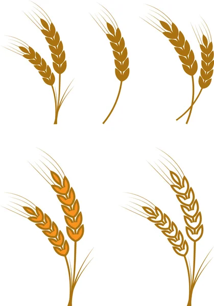 Ears of wheat — Stock Vector