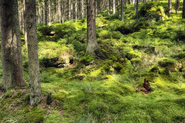 ilkel orman hdr
