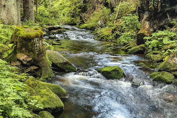 La foresta primordiale con il torrente - HDR — Foto Stock