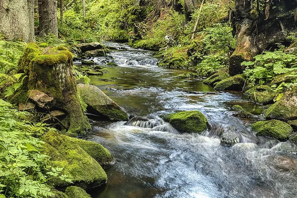 Urskogen med bäcken - hdr — Stockfoto