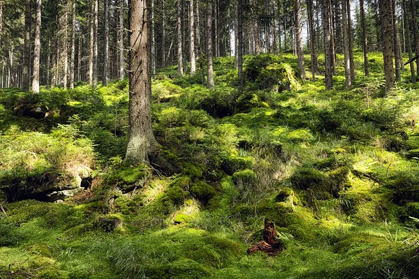 El primitivo bosque-HDR — Foto de Stock