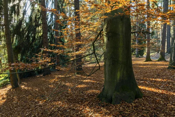 A floresta de chifres — Fotografia de Stock