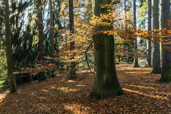 La forêt de charme — Photo