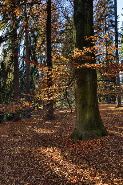 La forêt de charme — Photo