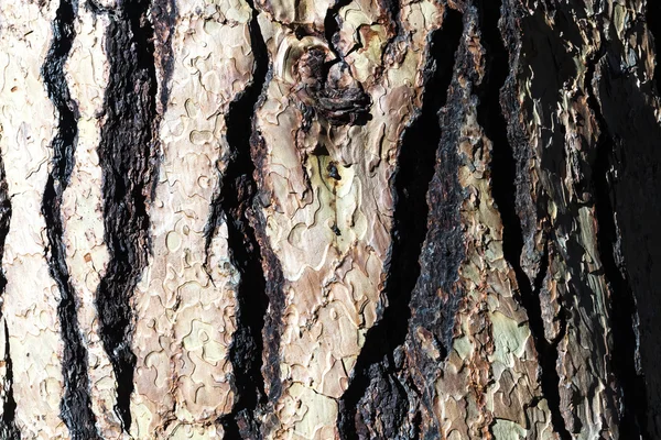 Gamla trä Bark textur — Stockfoto