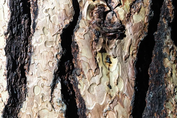 Gamla trä Bark textur — Stockfoto