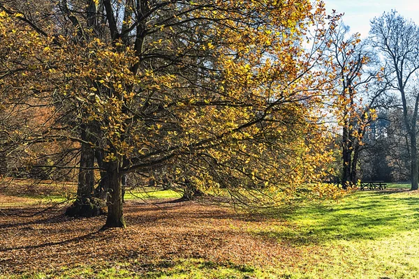 The forest in the morning — Stock Photo, Image