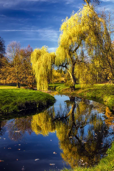 Willow tree by the Pond — Stock Photo, Image