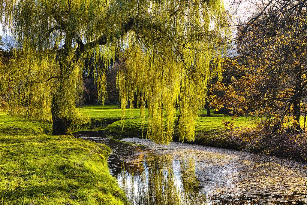 Willow tree by the Pond — Stock Photo © kropic 120042508