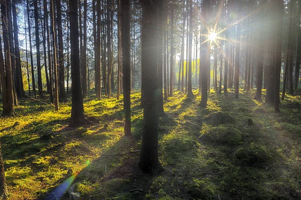 El bosque de abetos — Foto de Stock