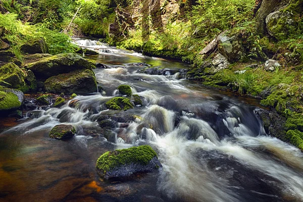 Río corre sobre rocas en el bosque primitivo —  Fotos de Stock