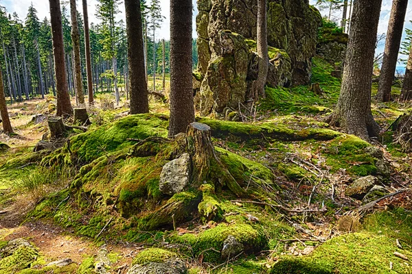 Pierwotnego lasu hdr — Zdjęcie stockowe