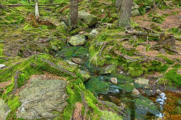 El bosque primitivo con el arroyo - HDR —  Fotos de Stock