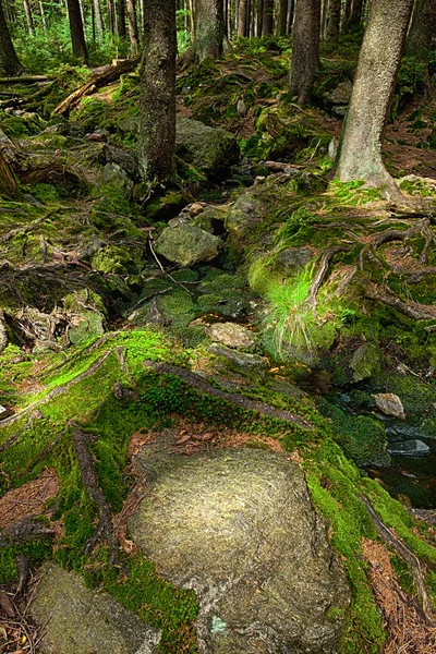 El bosque primitivo con el arroyo - HDR — Foto de Stock