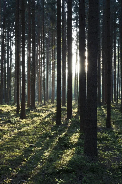 A floresta primitiva — Fotografia de Stock