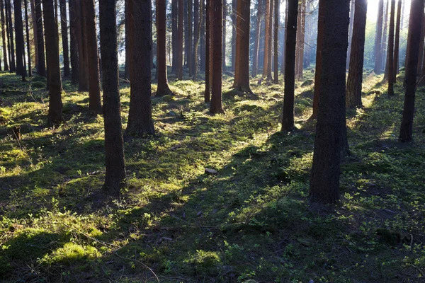 A floresta primitiva — Fotografia de Stock